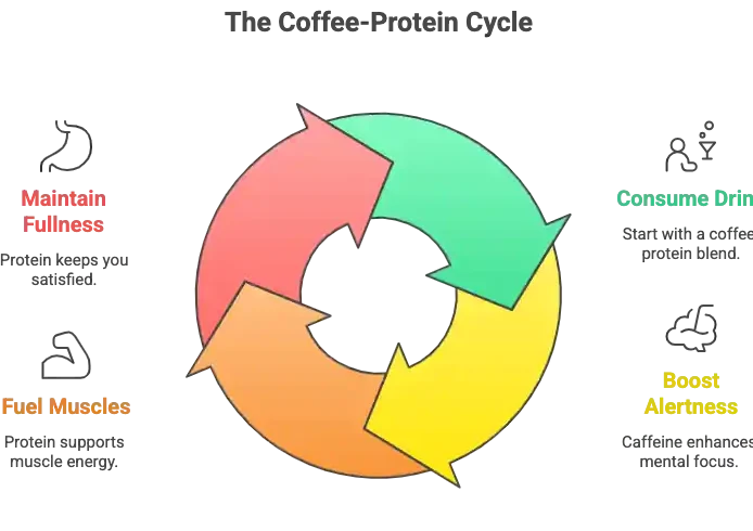 Protein Coffee Recipe: Hot, Iced & High‑Protein (Easy Steps) 16 Coffee-Protein Cycle Diagram Showing Fullness, Muscle Support, and Mental Alertness